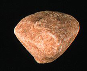 Thumbnail of Figurine Fragment, Head, "Stargazer"  (1995.02.0024)