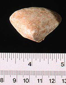 Thumbnail of Figurine Fragment, Head, "Stargazer"  (1995.02.0027)