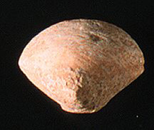 Thumbnail of Figurine Fragment, Head, "Stargazer"  (1995.02.0032)