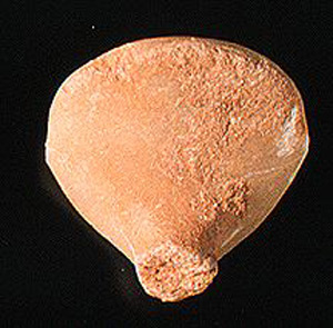 Thumbnail of Figurine Fragment, Head, "Stargazer"  (1995.02.0033)
