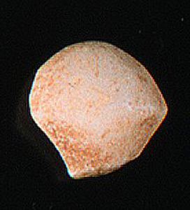 Thumbnail of Figurine Fragment, Head, "Stargazer"  (1995.02.0034)