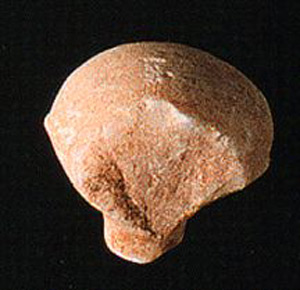 Thumbnail of Figurine Fragment, Head, "Stargazer"  (1995.02.0036)