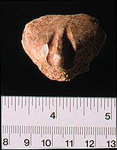 Thumbnail of Figurine Fragment, Head, "Stargazer"  (1995.02.0040)