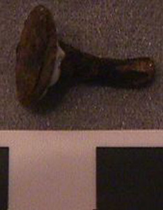 Thumbnail of Nail Fragment (1926.02.0130S)