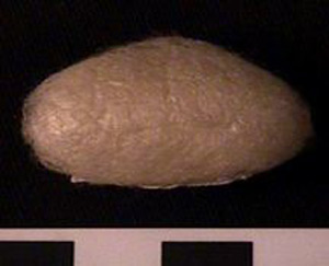Thumbnail of Raw Material: Silk Moth Cocoon (1924.07.0003)