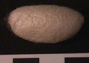 Thumbnail of Raw Material: Silk Moth Cocoon (1924.07.0005)