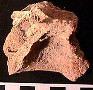 Thumbnail of Biospecimen: Bone Fragment (1998.19.0015)