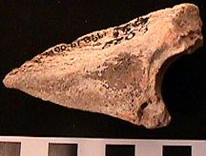 Thumbnail of Biospecimen: Bone Fragment (1998.19.0016)