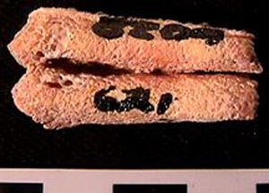 Thumbnail of Biospecimen: Bone Fragment (1998.19.0018)