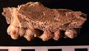 Thumbnail of Biospecimen: Jawbone Fragment (1998.19.0019)
