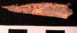 Thumbnail of Biospecimen: Bone Fragment (1998.19.0020)