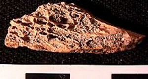Thumbnail of Biospecimen: Bone Fragment (1998.19.0022)