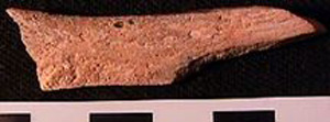 Thumbnail of Biospecimen: Bone Fragment (1998.19.0023)