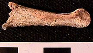 Thumbnail of Biospecimen: Bone Fragment (1998.19.0026)