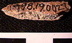 Thumbnail of Biospecimen: Bone Fragment (1998.19.0027)