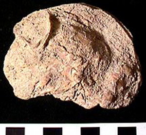 Thumbnail of Worked Shell Fragment (1998.19.0029)