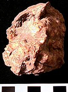 Thumbnail of Worked Shell Fragment (1998.19.0031)