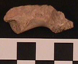 Thumbnail of Biospecimen: Bone Fragment (1956.02.0590)