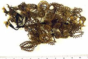 Thumbnail of Hair Wreath (1957.03.0001)