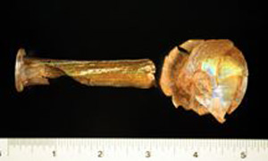 Thumbnail of Bottle Fragment (1977.11.0009)