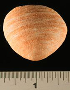 Thumbnail of Figurine Fragment: Head (1998.18.0110)