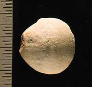Thumbnail of Figurine Fragment: Head (1998.18.0112)