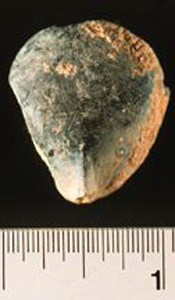 Thumbnail of Figurine Fragment: Head (1998.18.0115)