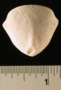 Thumbnail of Figurine Fragment: Head (1998.18.0117)