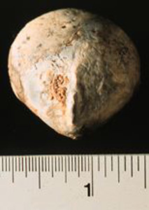Thumbnail of Figurine Fragment: Head (1998.18.0120)
