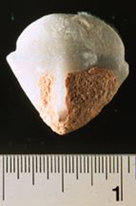 Thumbnail of Figurine Fragment: Head (1998.18.0121)