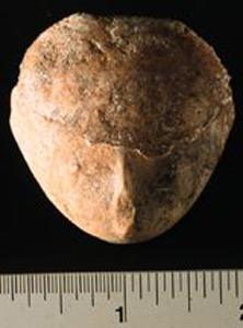 Thumbnail of Figurine Fragment: Head (1998.18.0125)