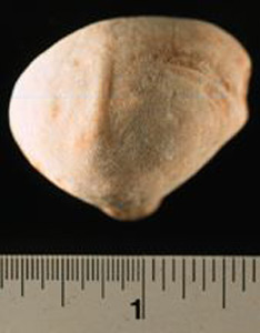Thumbnail of Figurine Fragment: Head (1998.18.0129)