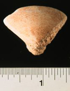 Thumbnail of Figurine Fragment: Head (1998.18.0132)