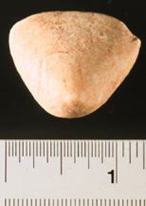 Thumbnail of Figurine Fragment: Head (1998.18.0134)