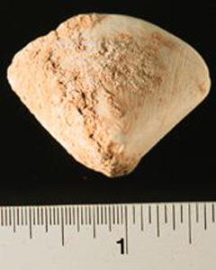 Thumbnail of Figurine Fragment: Head (1998.18.0138)