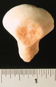 Thumbnail of Figurine Fragment: Head (1998.18.0140)