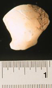 Thumbnail of Figurine Fragment: Head (1998.18.0142)