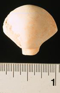 Thumbnail of Figurine Fragment: Head (1998.18.0143)