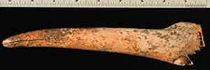 Thumbnail of Deer Antler Planting Tool Fragment (1998.18.0165)