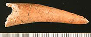 Thumbnail of Deer Antler Awl Fragment (1998.18.0166)