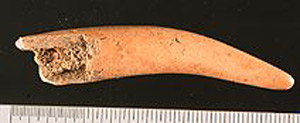 Thumbnail of Deer Antler Awl Fragment (1998.18.0167)