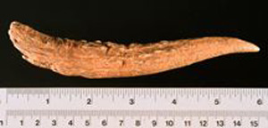 Thumbnail of Deer Antler Awl Fragment (1998.18.0169)