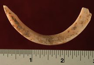 Thumbnail of Shell Implement Fragment (1998.18.0224)