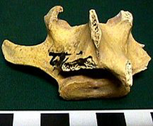 Thumbnail of Biospecimen: Faunal Remains, Vertebra (1998.19.2583)