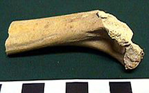 Thumbnail of Biospecimen: Faunal Remains (1998.19.2584)