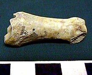 Thumbnail of Biospecimen: Faunal Remains (1998.19.2586)