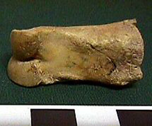 Thumbnail of Biospecimen: Faunal Remains (1998.19.2587)