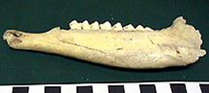 Thumbnail of Biospecimen: Faunal Remains, Jaw (1998.19.2588)