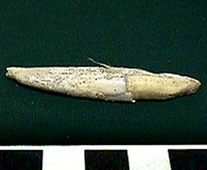Thumbnail of Biospecimen: Faunal Remains, Tooth? (1998.19.2589)