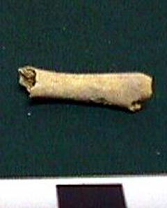 Thumbnail of Biospecimen: Faunal Remains (1998.19.2590)